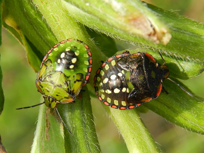 Nezara viridula fasi di crescita